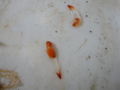 Clione limacina