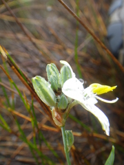 Chlorophytum cooperi