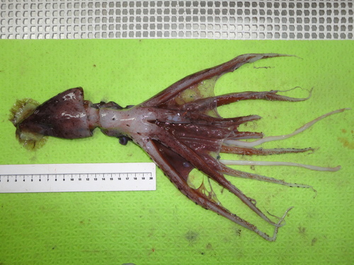 Representative image of Histioteuthis bonnellii