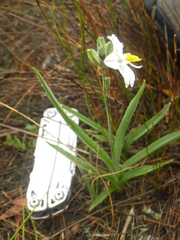 Chlorophytum cooperi