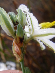 Chlorophytum cooperi