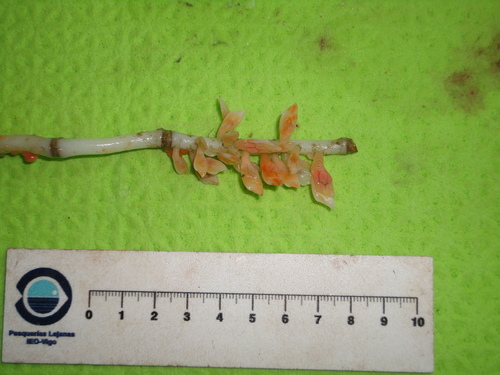 Ornatoscalpellum stroemii