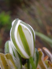 Albuca nelsonii
