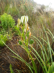 Albuca nelsonii