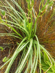 Albuca nelsonii