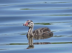 Great Crested Grebe photo 6