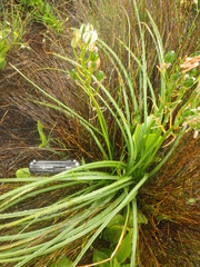 Albuca nelsonii