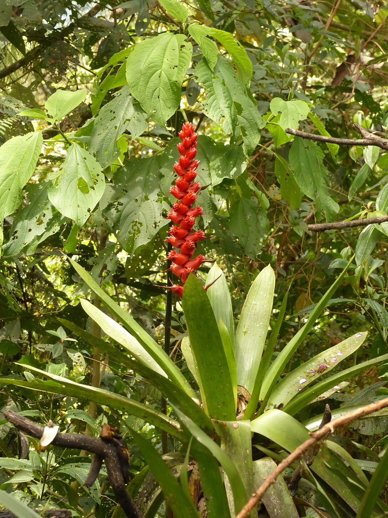 Cipuropsis capituligera