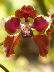 Cyrtochilum geniculatum