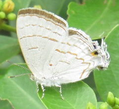 Hypolycaena philippus philippus