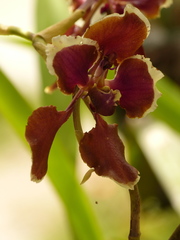 Cyrtochilum geniculatum