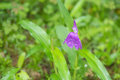 (c) Morten Ross, some rights reserved (CC BY) Roscoea auriculata, photograph (c) Morten Ross, some rights reserved (CC BY)