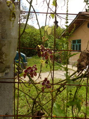 Cyrtochilum geniculatum