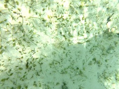 Halophila ovalis