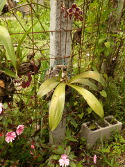 Cyrtochilum geniculatum