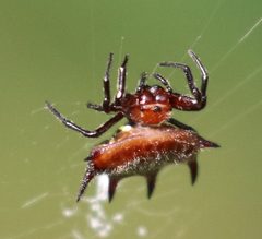 Gasteracantha curvispina
