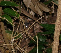 Antechinus flavipes