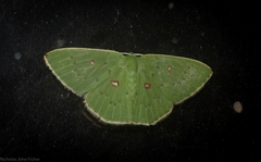 Comostola leucomerata