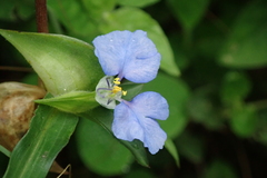 Commelina eckloniana