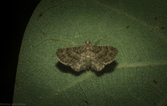 Chloroclystis mniochroa