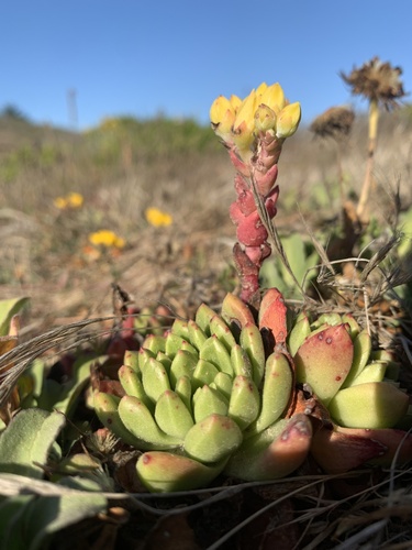 Coast Dudleya