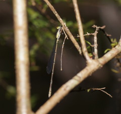 Rhadinosticta simplex