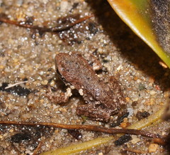 Pelodryadidae