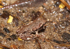 Pelodryadidae
