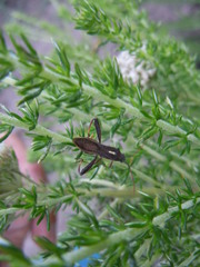 Mirperus jaculus