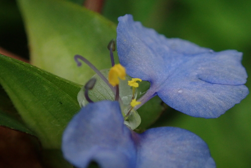 Image of Commelina eckloniana by no rights reserved