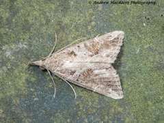 Hypena laceratalis