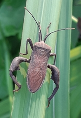 Anoplocnemis phasianus