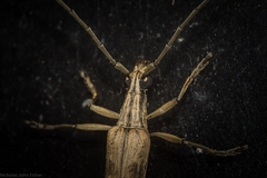 Uracanthus cryptophagus