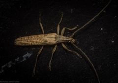 Uracanthus cryptophagus