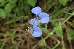 Commelina eckloniana
