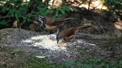 Pterorhinus pectoralis