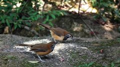 Pterorhinus pectoralis