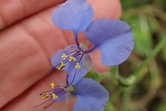 Commelina eckloniana