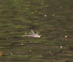 Austroaeschna unicornis