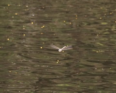 Austroaeschna unicornis