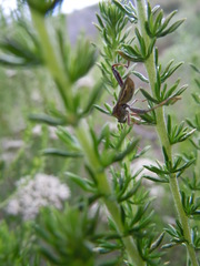 Mirperus jaculus