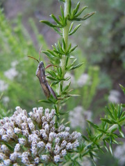 Mirperus jaculus