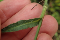 Commelina eckloniana