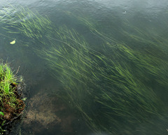 Vallisneria spiralis