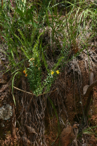 Pearsonia aristata image