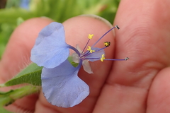 Commelina eckloniana