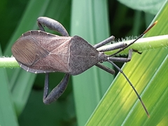 Anoplocnemis phasianus