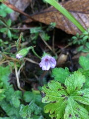 Geranium nepalense