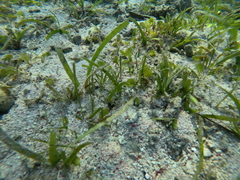 Halodule uninervis