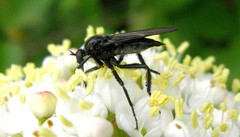 Empis ciliata